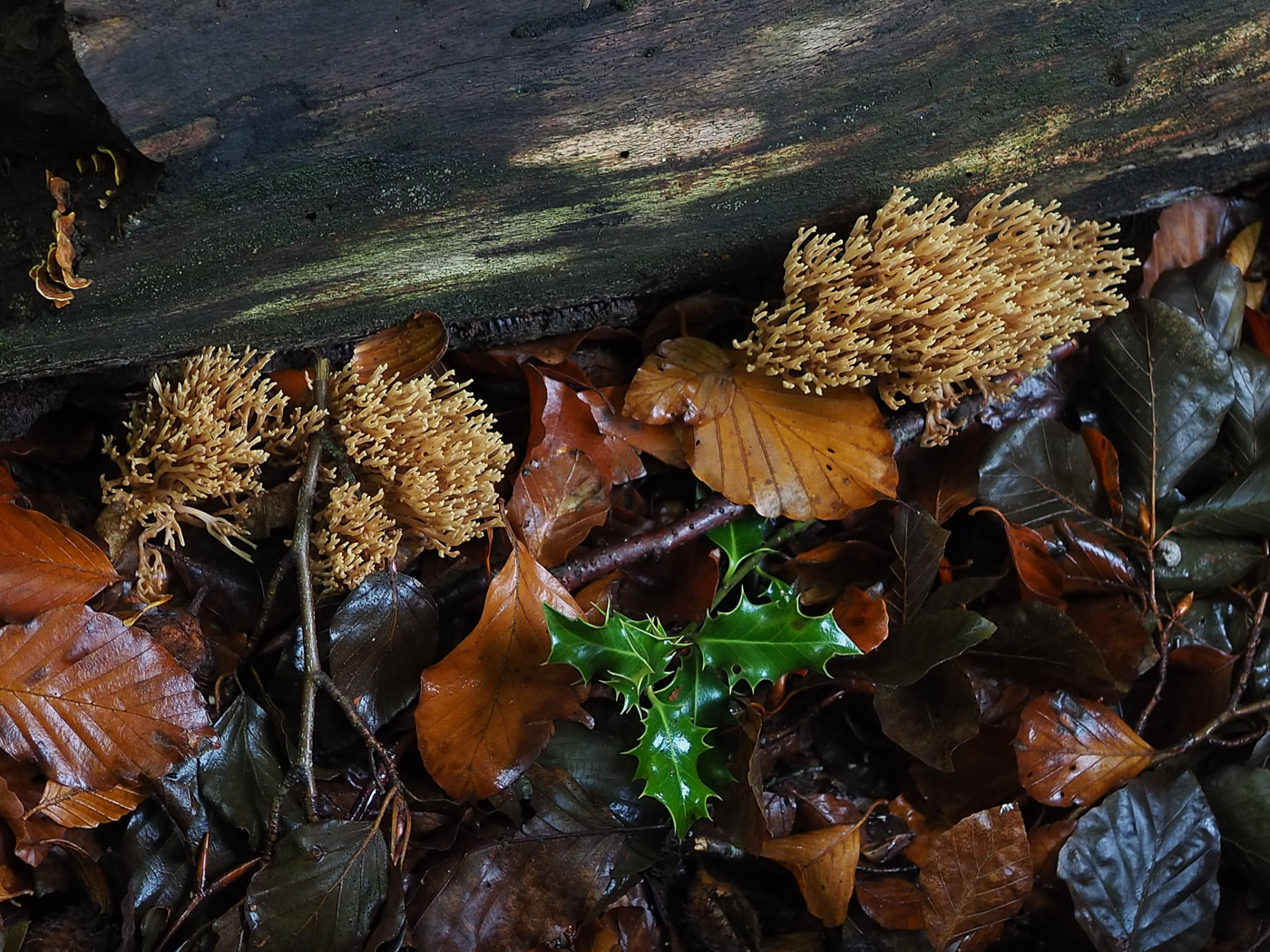 Photo © John Catterson Ramaria stricta by John Catterson